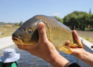Carpa, el pez más abundante en los criaderos del Estado de México