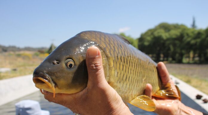 Carpa, el pez más abundante en los criaderos del Estado de México