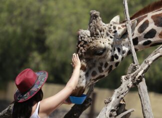 Invita Secretaría de Cultura y Turismo a celebrar el Día de la Niña y del Niño en el Estado de México