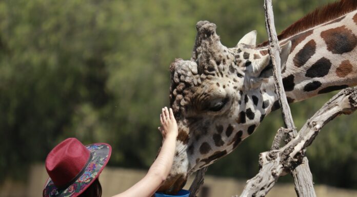 Invita Secretaría de Cultura y Turismo a celebrar el Día de la Niña y del Niño en el Estado de México