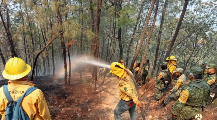 Brigadas de los tres órdenes de Gobierno, extinguen Incendio forestal en Tejupilco