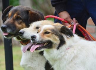 Gobernadora Delfina Gómez Álvarez creará la primera Policía de Protección y Cuidado Animal y una Fiscalía Especializada