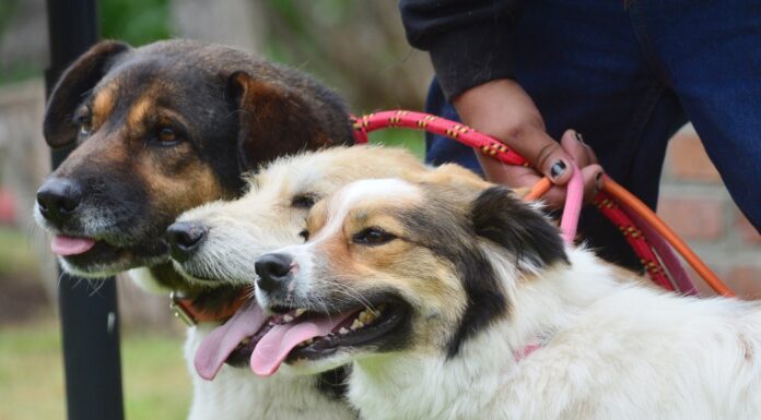 Gobernadora Delfina Gómez Álvarez creará la primera Policía de Protección y Cuidado Animal y una Fiscalía Especializada