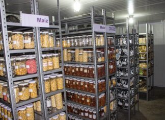 EdoMéx mejora semillas de maíz, trigo y amaranto para esta temporada a través del Icamex