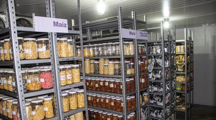 EdoMéx mejora semillas de maíz, trigo y amaranto para esta temporada a través del Icamex