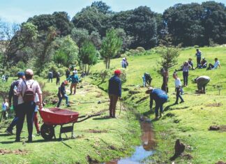 Couttolenc arranca campaña árbol por voto