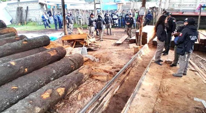 Instruye implementar operativos contra tala clandestina en el sur del EdoMéx