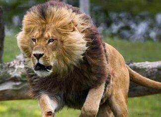 Exóticos animales son confiscados en Zina