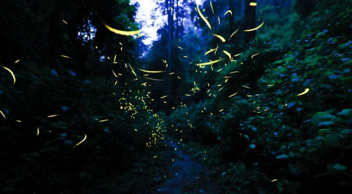 ¡No te lo pierdas! Gobierno del Estado de México invita al Festival de las Luciérnagas en el Valle de los Volcanes