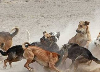 Toluca, ataca jauría de perros a repartidores en la mora