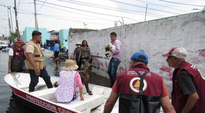 Gobernadora Delfina Gómez Álvarez envía brigadas de bienestar animal a Chalco y habilita tres albergues para los seres sintientes
