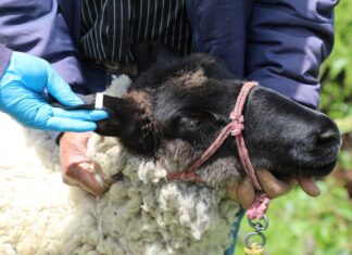 Implementa Secretaría del Campo una estrategia para erradicar enfermedades en el ganado