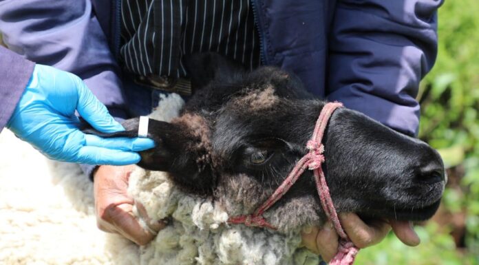 Implementa Secretaría del Campo una estrategia para erradicar enfermedades en el ganado