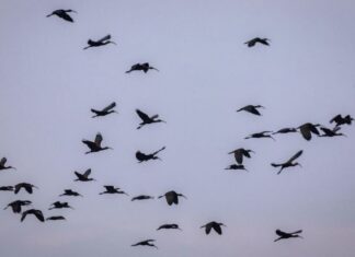 Recibe campus del Cerrillo de la UAEMéx a miles de aves migratorias