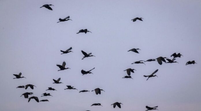 Recibe campus del Cerrillo de la UAEMéx a miles de aves migratorias