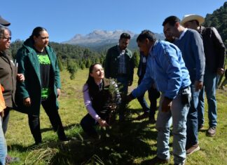 Con 470 mil pinos para comercializar, arranca la venta de árboles de Navidad y artesanías sustentables en Amecameca