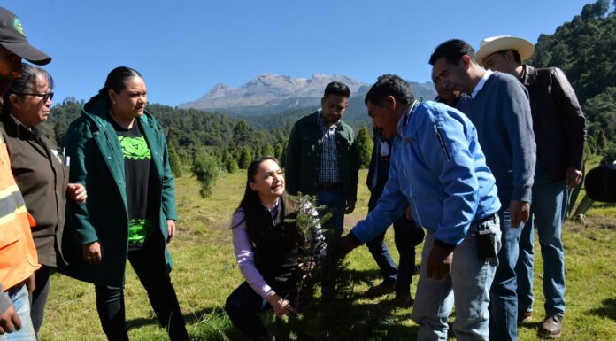 Con 470 mil pinos para comercializar, arranca la venta de árboles de Navidad y artesanías sustentables en Amecameca