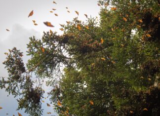 Llega la Mariposa Monarca al EdoMéx; santuarios abren sus puertas a la temporada de hibernación 2024-2025
