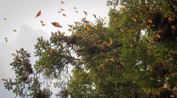 Llega la Mariposa Monarca al EdoMéx; santuarios abren sus puertas a la temporada de hibernación 2024-2025