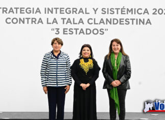 Lidera Gobernadora Delfina Gómez estrategia contra la tala ilegal de árboles en alianza con Morelos y CDMX