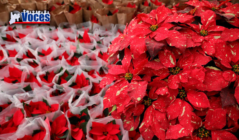 CAMPOS MEXIQUENSES PRODUCEN MÁS DE UN MILLÓN DE FLORES DE NOCHEBUENA PARA LA TEMPORADA NAVIDEÑA