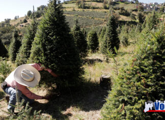 VIVE EL ECOTURISMO Y CONTACTO CON LA NATURALEZA EN LAS PLANTACIONES DE ÁRBOLES DE NAVIDAD DEL EDOMÉX
