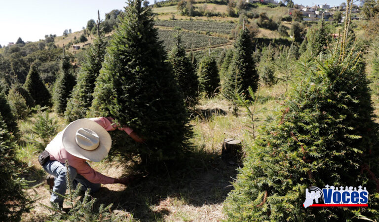 VIVE EL ECOTURISMO Y CONTACTO CON LA NATURALEZA EN LAS PLANTACIONES DE ÁRBOLES DE NAVIDAD DEL EDOMÉX