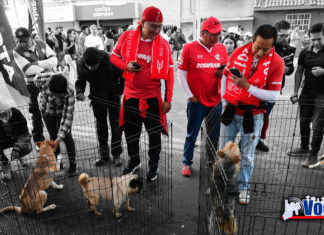 ENCUENTRAN HOGAR 240 LOMITOS Y MICHIS CON EL PROGRAMA “ADOPCIÓN RESPONSABLE” IMPULSADO POR LA GOBERNADORA DELFINA GÓMEZ ÁLVAREZ