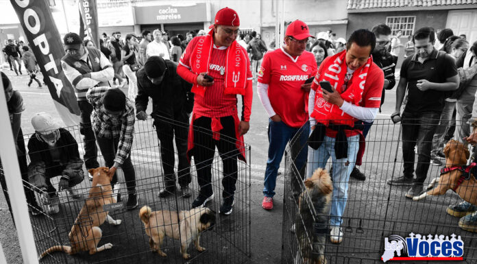 ENCUENTRAN HOGAR 240 LOMITOS Y MICHIS CON EL PROGRAMA “ADOPCIÓN RESPONSABLE” IMPULSADO POR LA GOBERNADORA DELFINA GÓMEZ ÁLVAREZ