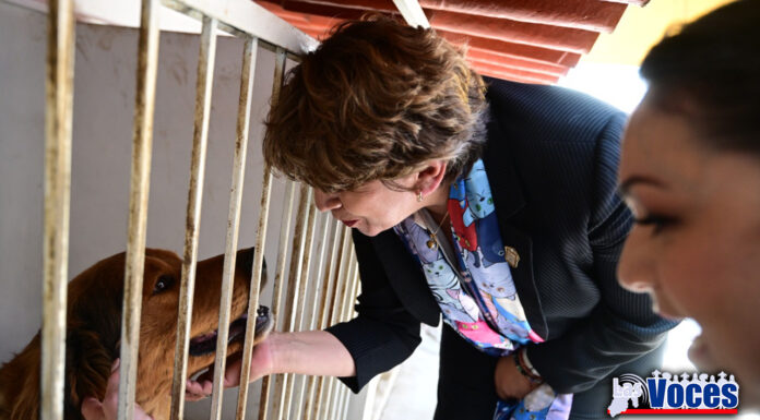 VISITA GOBERNADORA DELFINA GÓMEZ ÁLVAREZ LA CLÍNICA VETERINARIA DE AMECAMECA; MEXIQUENSES DE LA ZONA ORIENTE SE SUMAN A LA TENENCIA RESPONSABLE DE MASCOTAS