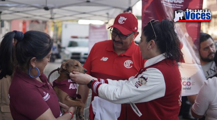 LOS SERES SINTIENTES NO SON JUGUETES PARA REGALAR EN NAVIDAD; RECOMIENDA CEPANAF LA ADOPCIÓN RESPONSABLE DE ANIMALES DE COMPAÑÍA