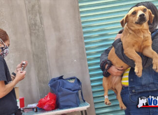 ADVIERTE GEM QUE DESPUÉS DE LA TEMPORADA NAVIDEÑA, EL NÚMERO DE PERROS ABANDONOS INCREMENTA SIGNIFICATIVAMENTE