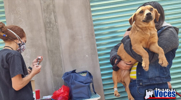 ADVIERTE GEM QUE DESPUÉS DE LA TEMPORADA NAVIDEÑA, EL NÚMERO DE PERROS ABANDONOS INCREMENTA SIGNIFICATIVAMENTE