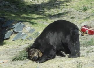RECICLA TU ÁRBOL DE NAVIDAD EN EL CENTRO DE ACOPIO DEL PARQUE ECOLÓGICO ZACANGO Y OBTÉN UN 2X1 EN LA ENTRADA, APLICA SOLO ESTE FIN DE SEMANA