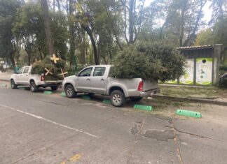 EXTIENDE TOLUCA ACOPIO DE ÁRBOLES DE NAVIDAD Y CONVERTIRLOS EN ABONO PARA REFORESTAR