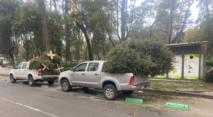 EXTIENDE TOLUCA ACOPIO DE ÁRBOLES DE NAVIDAD Y CONVERTIRLOS EN ABONO PARA REFORESTAR