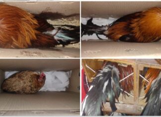 SE DESMANTELA RED CLANDESTINA DE PELEAS DE GALLOS EN NAUCALPAN