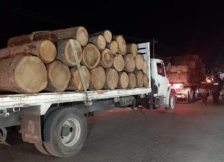 SECRETARÍA DE SEGURIDAD DEL ESTADO DE MÉXICO, SEDENA, GN, PROFEPA Y PROBOSQUE REALIZAN OPERATIVO CONTRA LA TALA CLANDESTINA