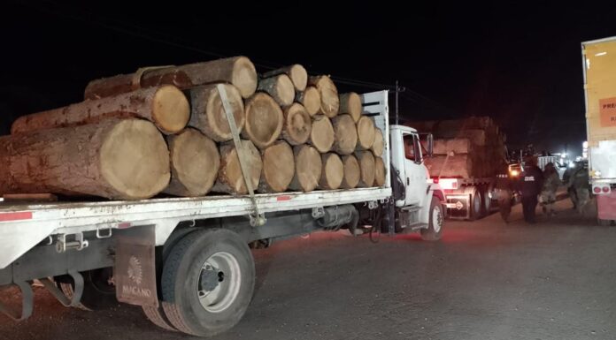 SECRETARÍA DE SEGURIDAD DEL ESTADO DE MÉXICO, SEDENA, GN, PROFEPA Y PROBOSQUE REALIZAN OPERATIVO CONTRA LA TALA CLANDESTINA