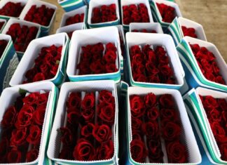¡CELEBRA CON ROSAS EL DÍA DE SAN VALENTÍN! LIDERA EDOMÉX PRODUCCIÓN: OCHO DE CADA DIEZ SON CULTIVADAS EN TIERRAS MEXIQUENSES