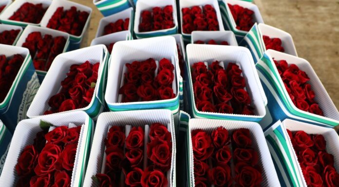 ¡CELEBRA CON ROSAS EL DÍA DE SAN VALENTÍN! LIDERA EDOMÉX PRODUCCIÓN: OCHO DE CADA DIEZ SON CULTIVADAS EN TIERRAS MEXIQUENSES