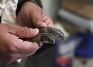 GISELA GRANADOS GONZÁLEZ, INVESTIGADORA UAEMÉX, ESTUDIA EL SISTEMA DE CROMOSOMAS SEXUALES EN REPTILES