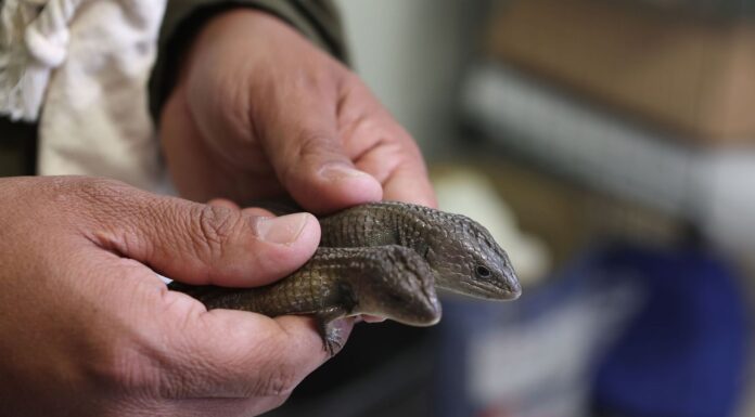 GISELA GRANADOS GONZÁLEZ, INVESTIGADORA UAEMÉX, ESTUDIA EL SISTEMA DE CROMOSOMAS SEXUALES EN REPTILES