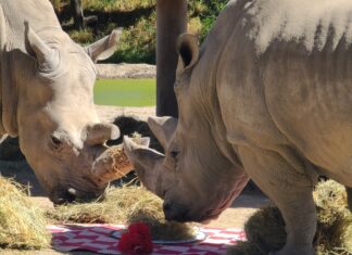 ¡CUPIDO FLECHA A LAS ESPECIES DEL PARQUE ECOLÓGICO ZACANGO! REGISTRA 135 NACIMIENTOS DE ORIX, ANTÍLOPES, LEONES, JAGUARES Y GUACAMAYAS VERDES