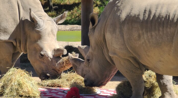 ¡CUPIDO FLECHA A LAS ESPECIES DEL PARQUE ECOLÓGICO ZACANGO! REGISTRA 135 NACIMIENTOS DE ORIX, ANTÍLOPES, LEONES, JAGUARES Y GUACAMAYAS VERDES
