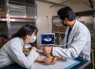 Medicina preventiva en las mascotas, fundamental para evitar enfermedades en su vejez