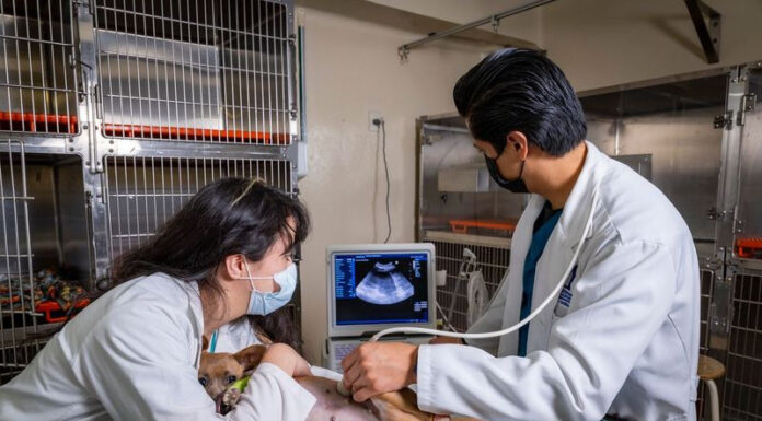 Medicina preventiva en las mascotas, fundamental para evitar enfermedades en su vejez