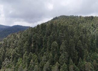 EDOMÉX OBTIENE CERTIFICACIÓN FORESTAL INTERNACIONAL AVALADA POR EL FOREST STEWARDSHIP COUNCIL