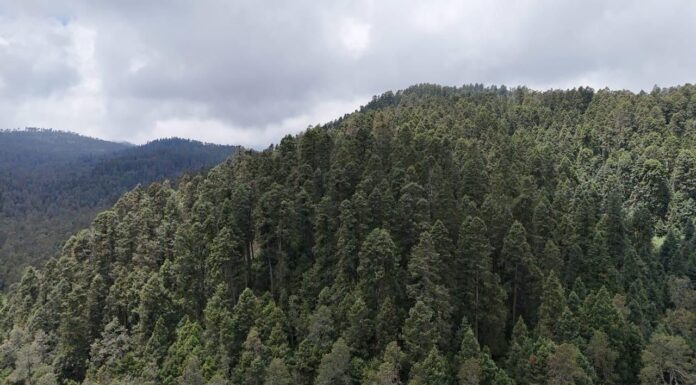 EDOMÉX OBTIENE CERTIFICACIÓN FORESTAL INTERNACIONAL AVALADA POR EL FOREST STEWARDSHIP COUNCIL