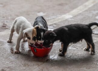 ¡Cuidado con golpe de calor en mascotas! Conoce las recomendaciones en el EdoMéx